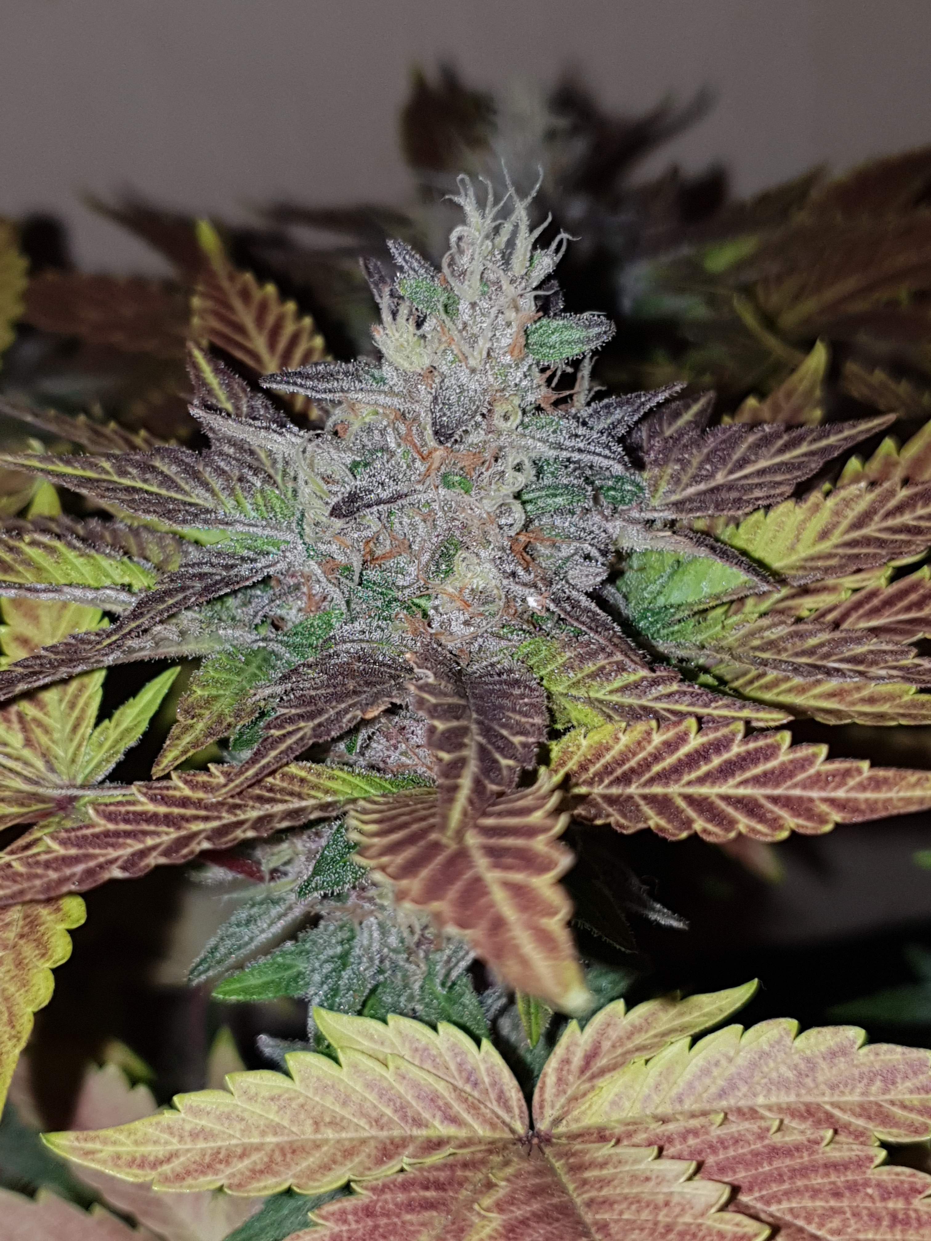 Barney's Farm Purple Punch grow journal week8 by Tryhard1988 GrowDiaries