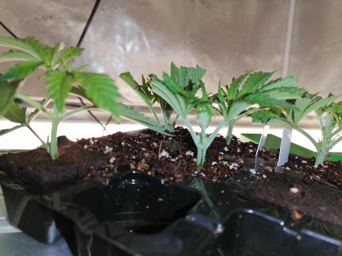 Platan Con Gas Testrun. Week 0 - Rooting day 1.

Female cuttings in coco/perlite/Vermiculite mix. Used Cinnamon 