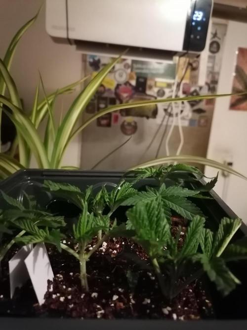 Platan Con Gas Testrun. Week 0