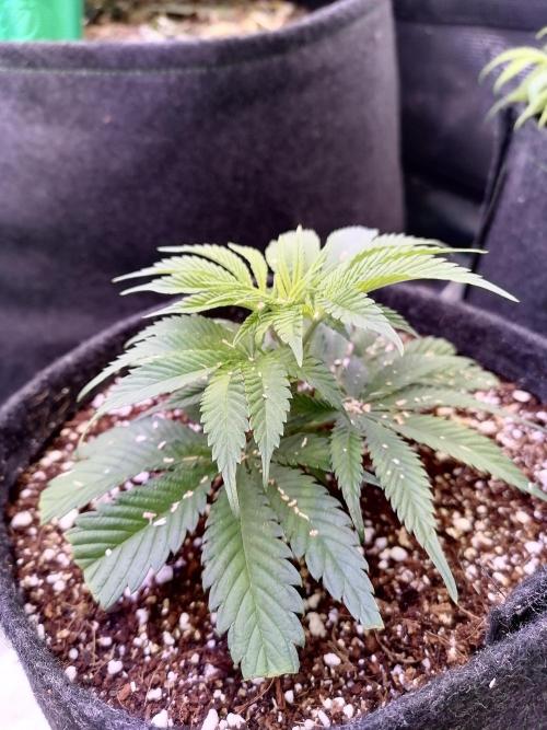 Platan Con Gas Testrun. Week 2 - A 