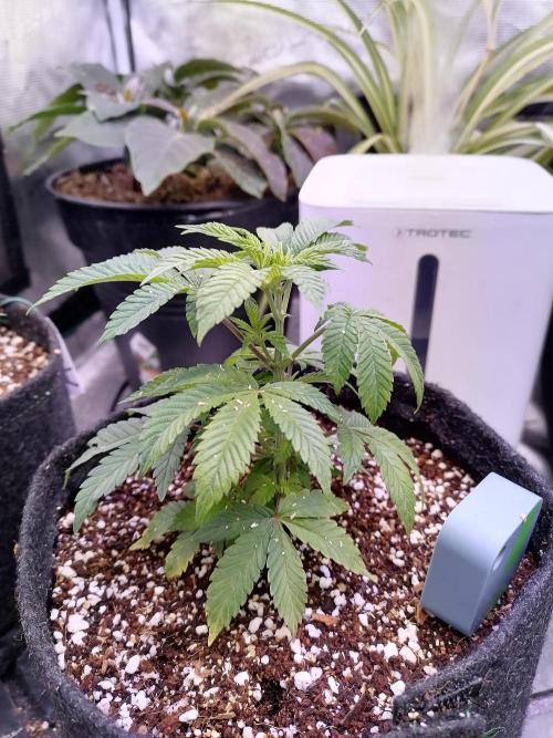 Platan Con Gas Testrun. Week 2 - B