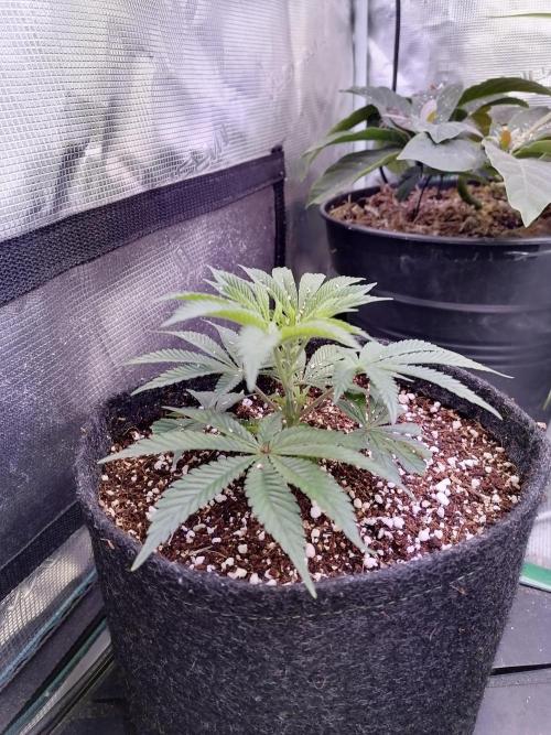 Platan Con Gas Testrun. Week 2 - C