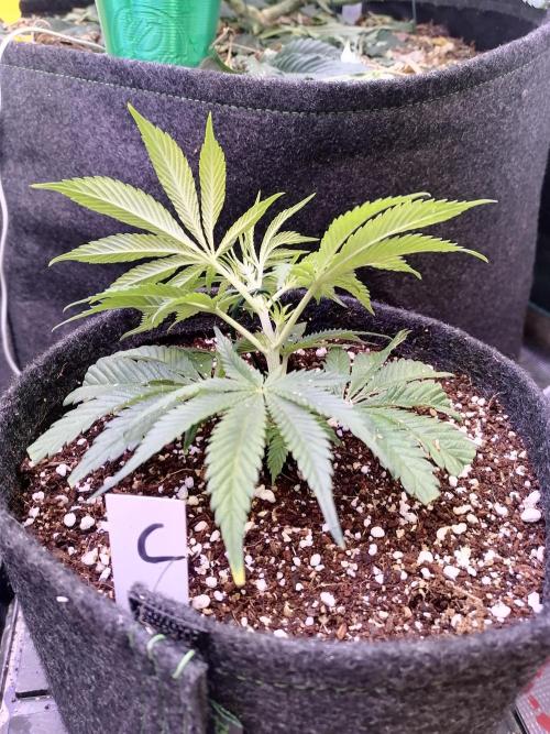 Platan Con Gas Testrun. Week 3