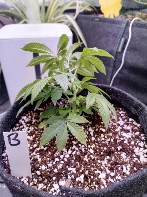 Platan Con Gas Testrun. Week 3