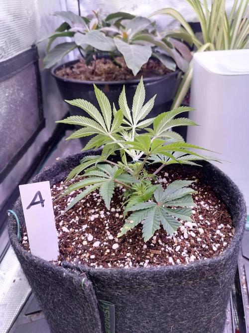 Platan Con Gas Testrun. Week 3