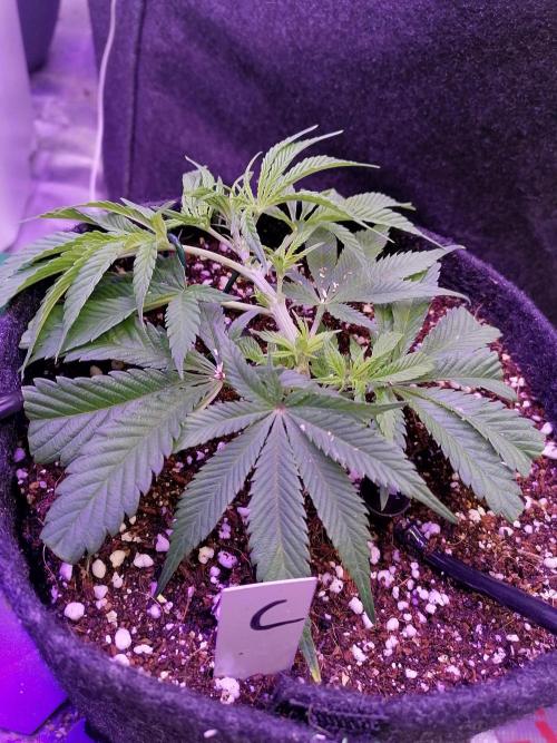 Platan Con Gas Testrun. Week 2 - C: LST 12.01.2026