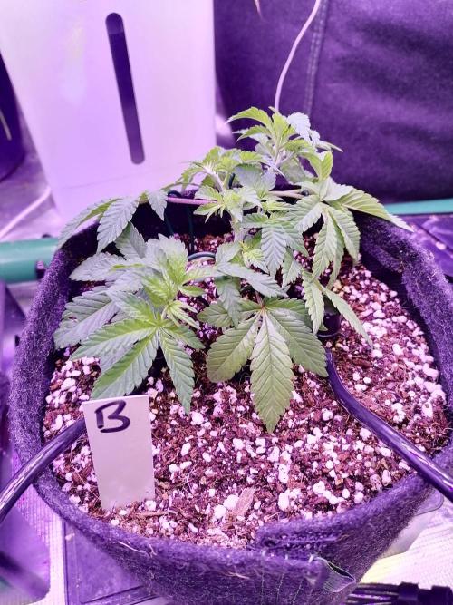 Platan Con Gas Testrun. Week 2 - B: LST 12.01.2026