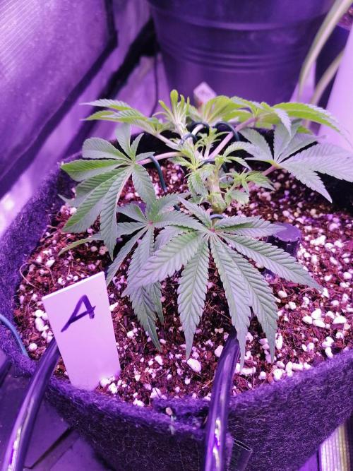 Platan Con Gas Testrun. Week 2 - A: LST 12.01.2026