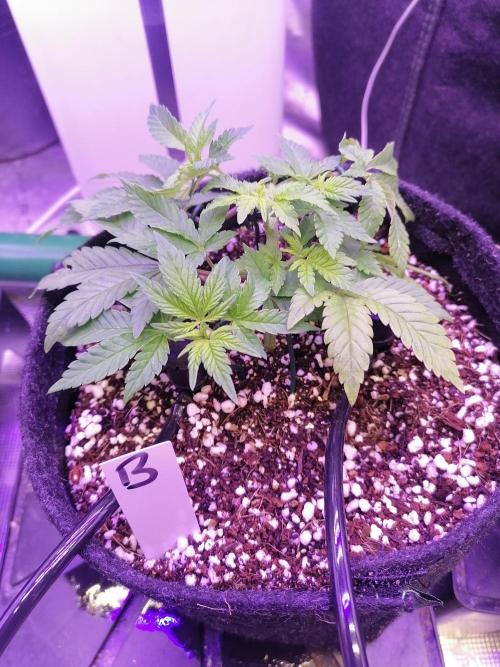 Platan Con Gas Testrun. Week 3 - Ich hab mich entschieden sie zu für eine gleichmäßigere Mainline zu Toppen.
