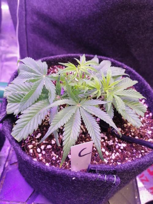 Platan Con Gas Testrun. Week 3