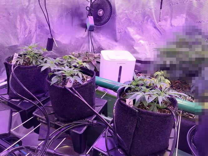 Platan Con Gas Testrun. Week 3