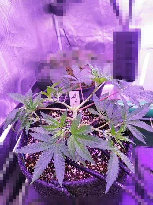 Platan Con Gas Testrun. Week 4