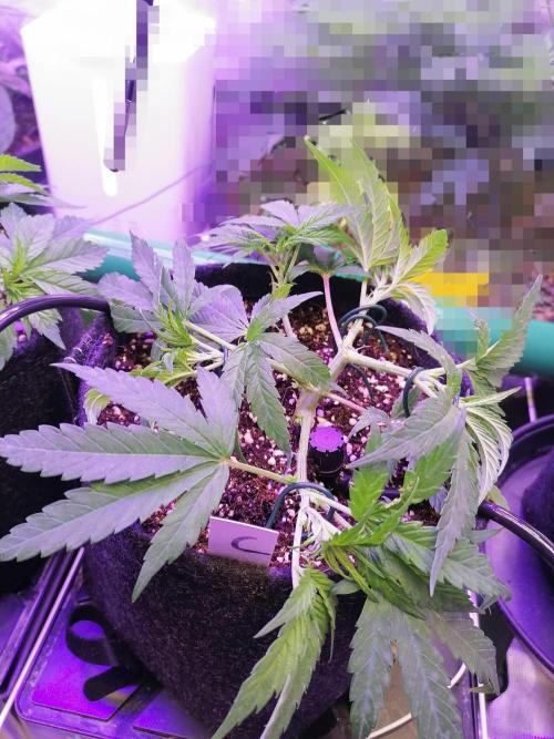 Platan Con Gas Testrun. Week 4