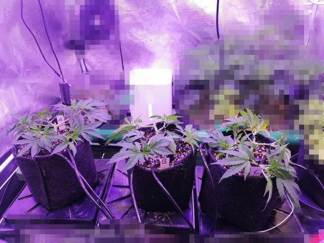 Platan Con Gas Testrun. Week 4