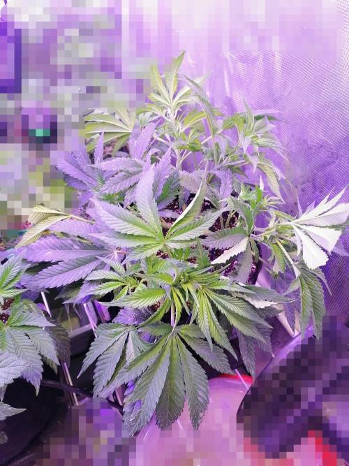 Platan Con Gas Testrun. Week 5