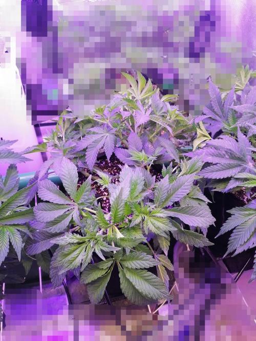 Platan Con Gas Testrun. Week 5