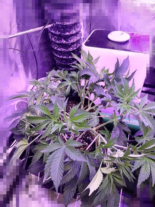 Platan Con Gas Testrun. Week 5