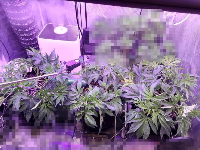 Platan Con Gas Testrun. Week 5