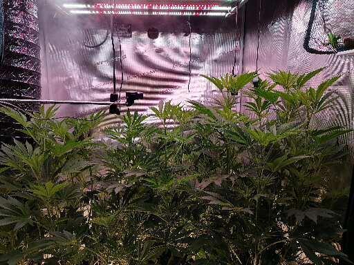 Platan Con Gas Testrun. Week 1