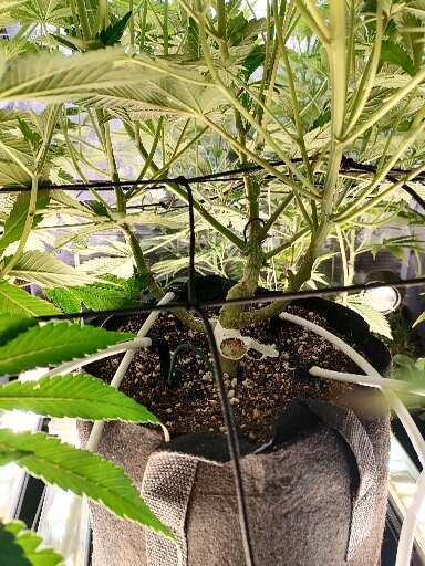 Platan Con Gas Testrun. Week 1