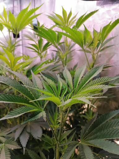 Platan Con Gas Testrun. Week 1