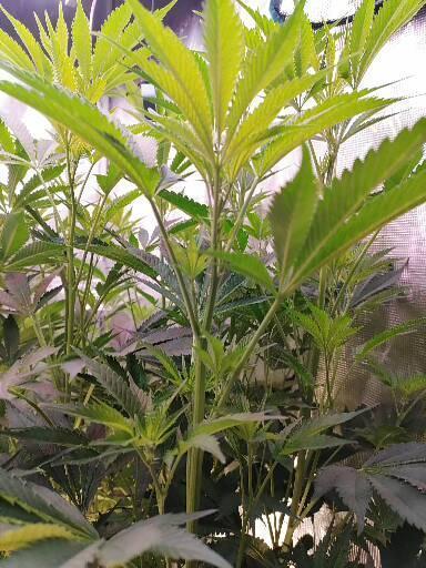 Platan Con Gas Testrun. Week 1