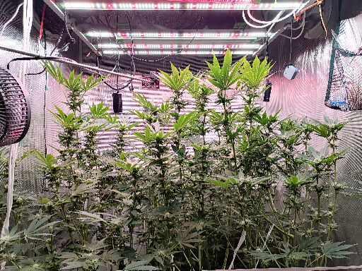 Platan Con Gas Testrun. Week 10