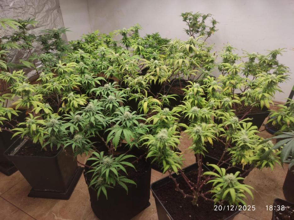 Cream Caramel. Week 4 - Cream Caramel 33 Días 12/12