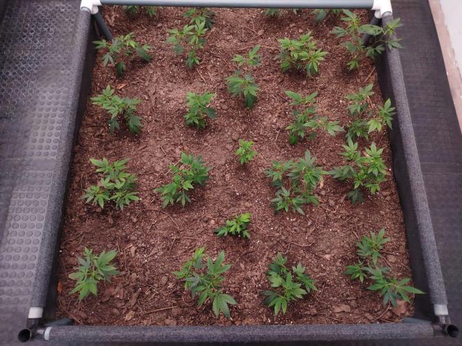 Living Soil 1- CFK - A.T.A. Week 1