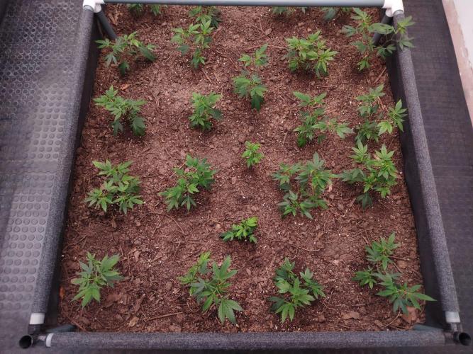 Living Soil 1- CFK - A.T.A. Week 1
