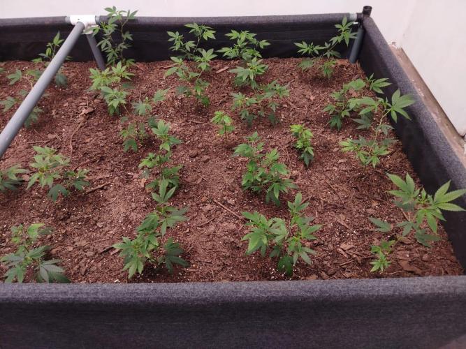 Living Soil 1- CFK - A.T.A. Week 1