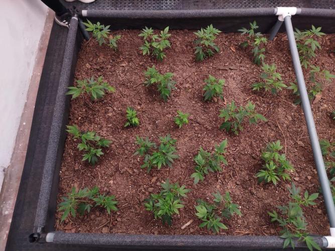 Living Soil 1- CFK - A.T.A. Week 1