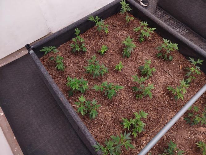 Living Soil 1- CFK - A.T.A. Week 1