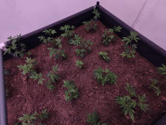 Living Soil 1- CFK - A.T.A. Week 1