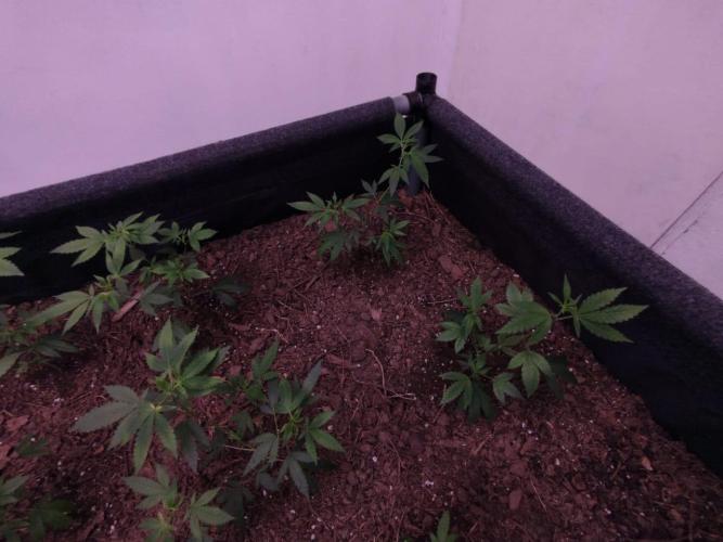 Living Soil 1- CFK - A.T.A. Week 1