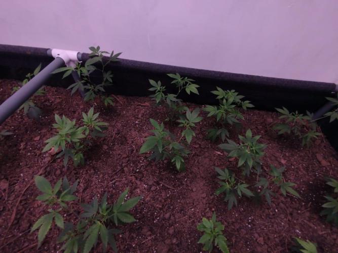 Living Soil 1- CFK - A.T.A. Week 1