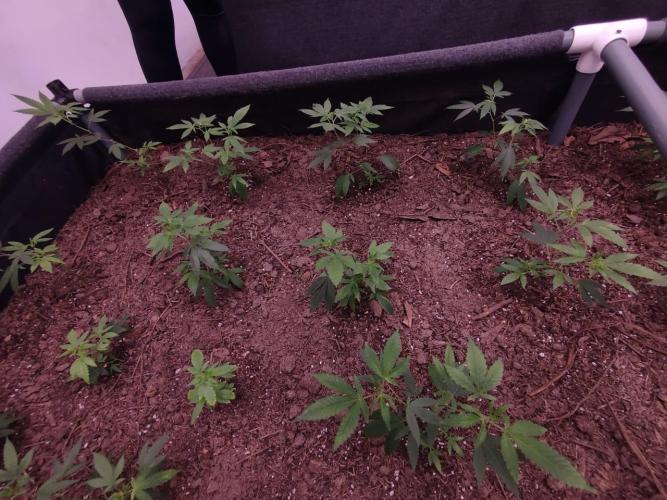 Living Soil 1- CFK - A.T.A. Week 1