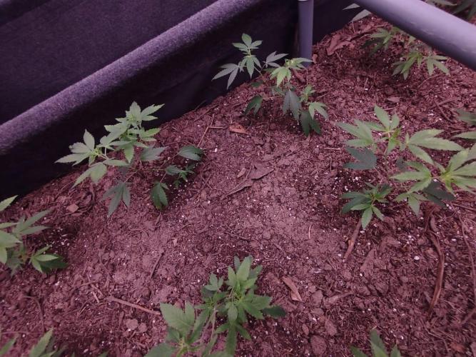 Living Soil 1- CFK - A.T.A. Week 1
