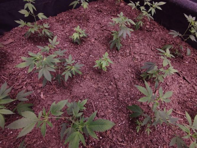 Living Soil 1- CFK - A.T.A. Week 1