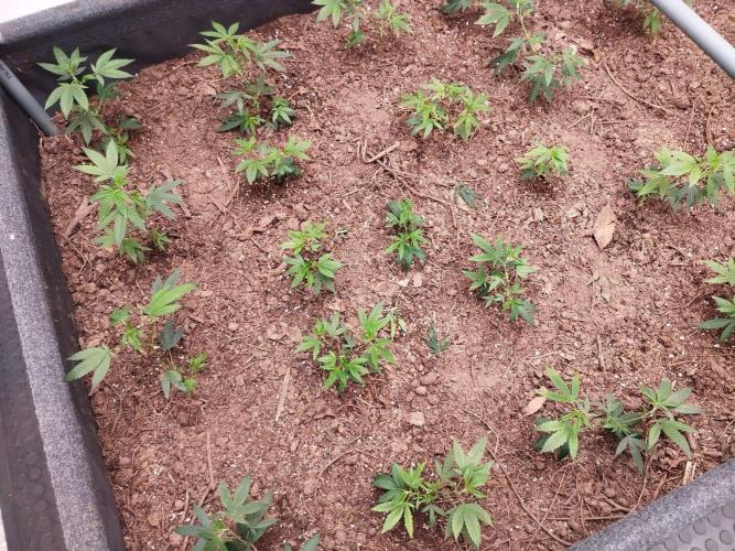 Living soil 1- Gelato- A.T.A. Week 1