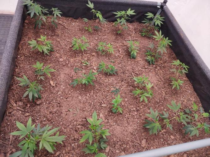 Living soil 1- Gelato- A.T.A. Week 1