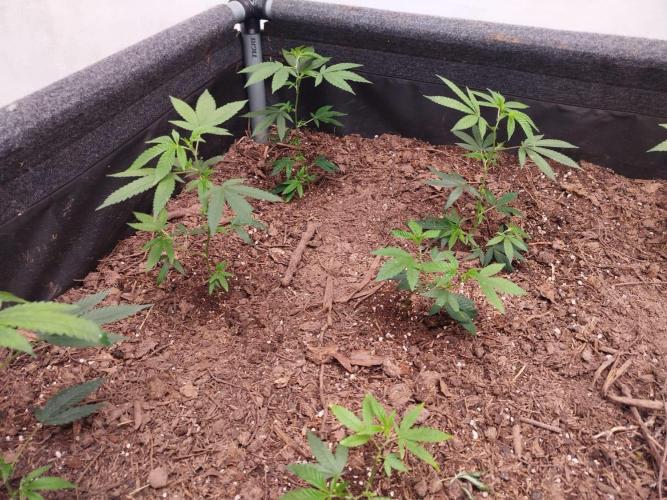 Living soil 1- Gelato- A.T.A. Week 1