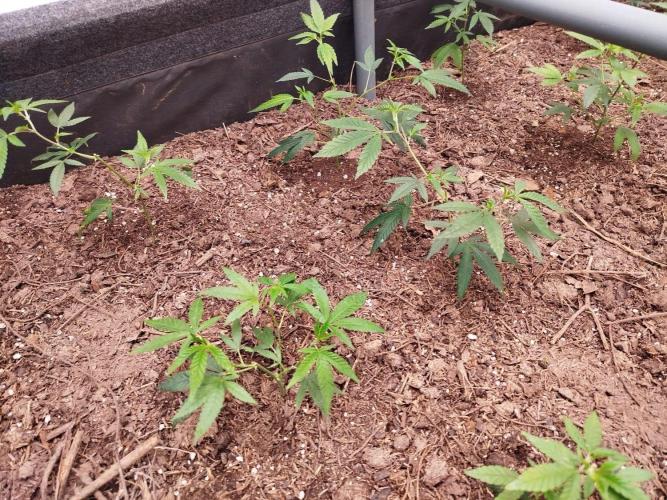 Living soil 1- Gelato- A.T.A. Week 1