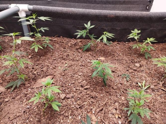 Living soil 1- Gelato- A.T.A. Week 1