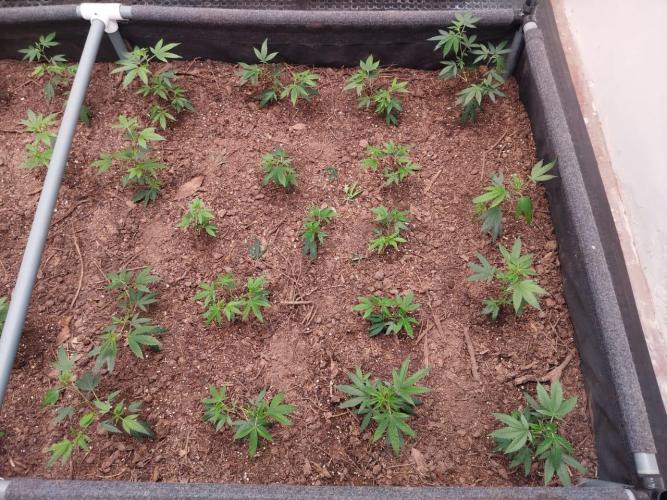 Living soil 1- Gelato- A.T.A. Week 1