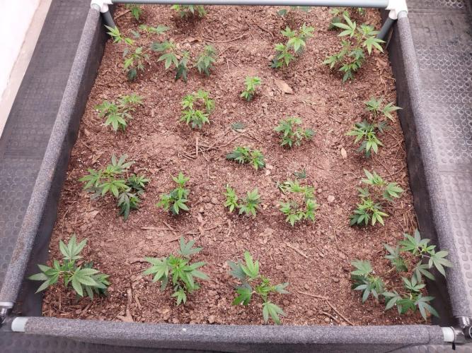 Living soil 1- Gelato- A.T.A. Week 1
