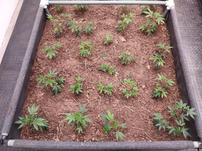 Living soil 1- Gelato- A.T.A. Week 1