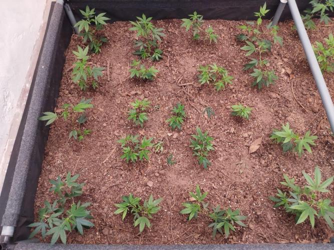 Living soil 1- Gelato- A.T.A. Week 1