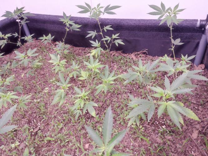 Living Soil 1- CFK - A.T.A. Week 2