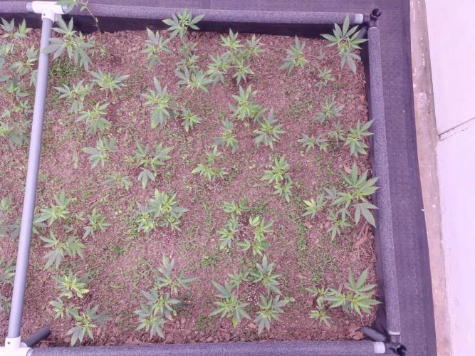 Living Soil 1- CFK - A.T.A. Week 2